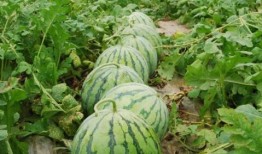 今日吃瓜热门大瓜必看大瓜网红,揭秘网红大瓜，吃瓜群众必看！