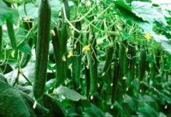 必吃大瓜今日大瓜,今日热门话题大盘点